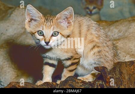 Junge Sandkatze, (Felis margarits harrisoni). Saudi-arabische Rasse. Im Hintergrund ist ein Geschwisterchen sichtbar. Stockfoto