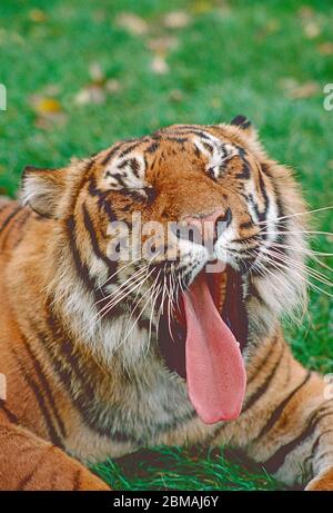 Männlicher Sumatratiger (Panthera tigris sumatrae), gähnend. Stark gefährdete Arten. Stockfoto