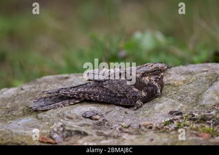 Ziegenmelker, Caprimulgus europaeus, europäischer Nachtschwalbe Stockfoto