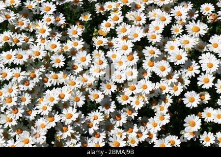 Margaret's Blumengarten mit vielen blühenden Blumen Stockfoto