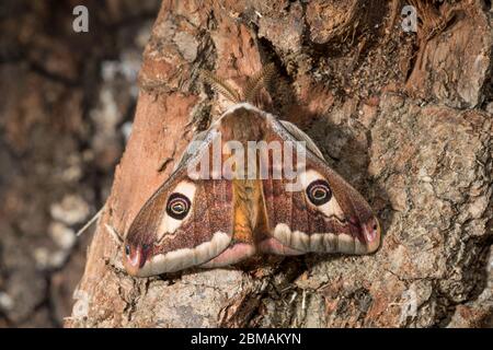 Kleines Nachtpfauenauge - Mennchen, Saturnia pavonia, kleine Kaiserfalter - männlich Stockfoto