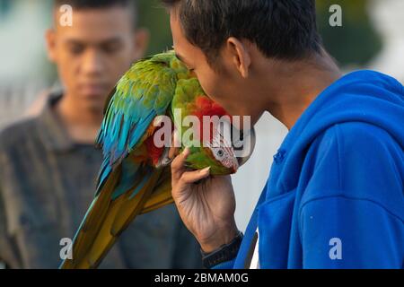 Yogyakarta, Indonesien - 16. Juli 2019: Ein Junge spielt mit einem schönen Papagei und küsst ihn auf der Esplanade Alun Utara in Yogyakarta. Stockfoto