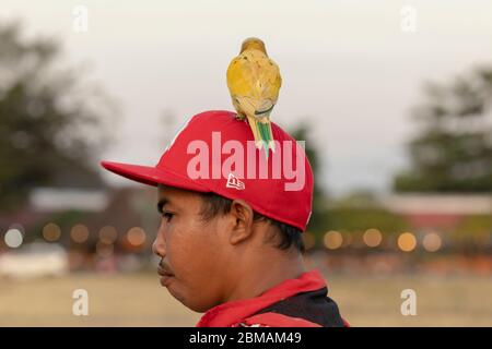 Yogyakarta, Indonesien - 16. Juli 2019: Ein kleiner Junge trägt einen verspielten Lovebird auf der Esplanade Alun Utara in Yogyakarta. Stockfoto
