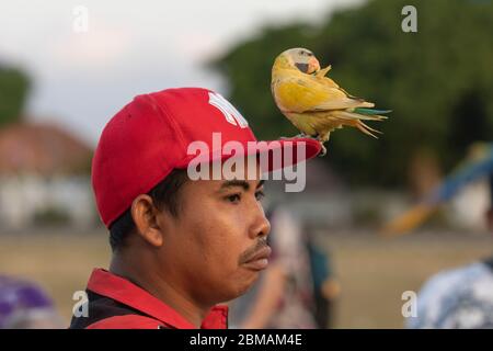 Yogyakarta, Indonesien - 16. Juli 2019: Ein kleiner Junge trägt einen verspielten Lovebird auf der Esplanade Alun Utara in Yogyakarta. Stockfoto
