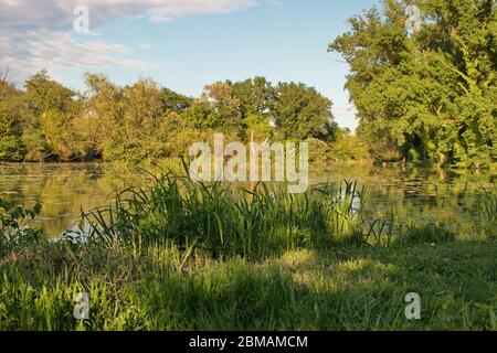 Naturgebiet mit mehreren Seen entlang der Sava in Kroatien Stockfoto