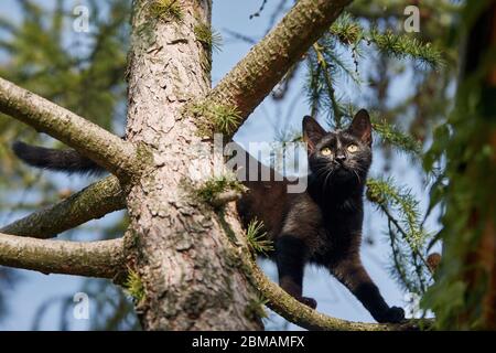 Niedrige Winkelansicht der schwarzen Katze mit gelben Augen auf dem Baum. Themen Schüchternheit, Erforschung und verlorene Tiere. Stockfoto