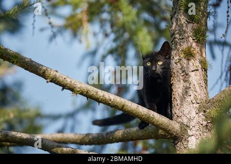 Niedrige Winkelansicht der schwarzen Katze mit gelben Augen auf dem Baum. Themen Schüchternheit, Erforschung und verlorene Tiere. Stockfoto