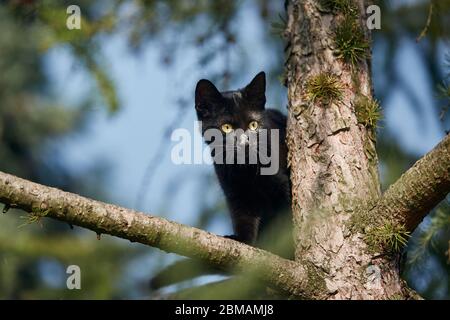 Niedrige Winkelansicht der schwarzen Katze mit gelben Augen auf dem Baum. Themen Schüchternheit, Erforschung und verlorene Tiere. Stockfoto