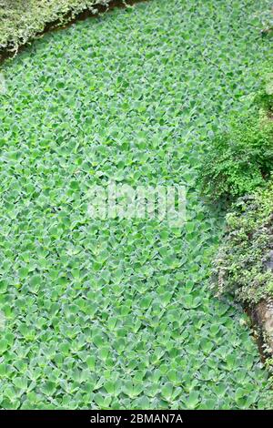 Pistia ist eine Gattung von Wasserpflanzen in der Familie Arum, Araceae. Die einzige Art, die sie umfasst, Pistia stratiotes, wird oft als Wasserkohl, wat Stockfoto