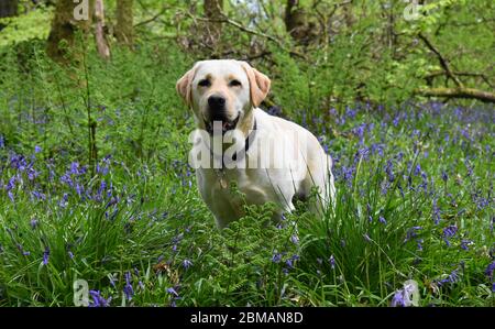 Gelber labrador mit schwarzem Kragen, der auf einem Feld von Bluebells auf dem Waldboden steht. Stockfoto