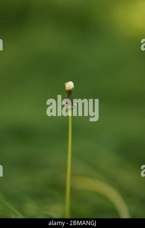 Leerer Stamm einer runden, flauschigen Löwenzahnblume im Frühlingsgarten, Seitenansicht. Stockfoto