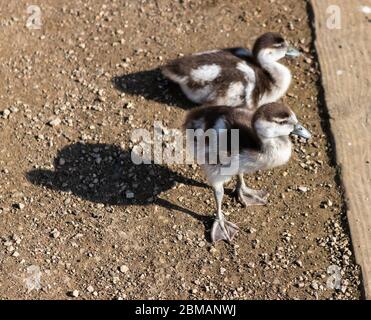 Ägyptische Gänse an der Seite eines Sees Stockfoto