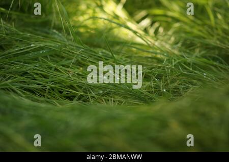 Mit frischem, grünem Gras in Regentropfen bedecken, sonniges Frühlingsfeld. Stockfoto