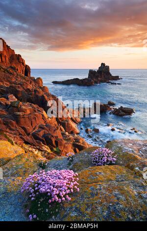 Sparsamkeit wächst auf den Klippen von Land's End, Cornwall Stockfoto