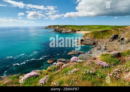 Frühling entlang der Küste von Cornwall in Church Cove, der Lizard Peninsula Stockfoto