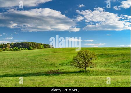 Alte Eiche auf grüner Frühlingswiese, Landschaft bei sonnigem Tag mit blauem Himmel Stockfoto