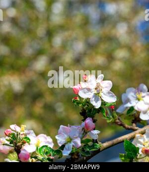 Eine Biene bestäubt eine Apfelbaumblume, die Nektar und Pollen sammelt. Stockfoto