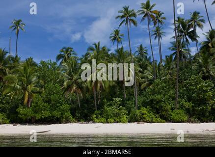 Weißer Sandstrand mit dichtem Regenwald Stockfoto