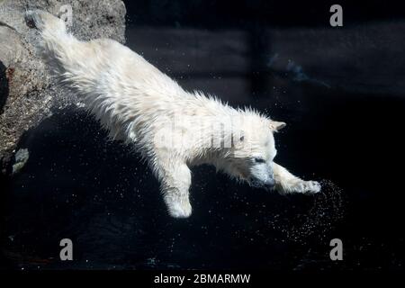 Bremerhaven, Deutschland. Mai 2020. Ein fünf Monate altes Eisbärenjunges spielt in seinem Gehege im Zoo am Meer. Erstmals konnten die Besucher die Nachkommen des Eisbären sehen. Als die beiden Jungen Ende März für ihren ersten Aufenthalt im Freigelände fit genug waren, hatte der Zoo aufgrund der Koronakrise bereits geschlossen. Quelle: Sina Schuldt/dpa/Alamy Live News Stockfoto