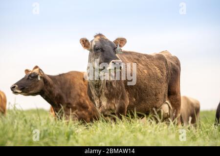 Jersey Kuh grasen im Feld am Frühlingsnachmittag Stockfoto