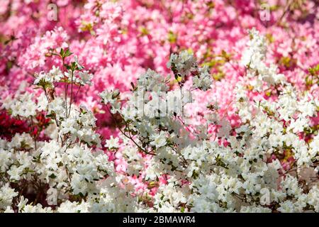 Rhododendron Blüten schließen sich im Sonnenlicht. Hintergrund der Blumen. Stockfoto