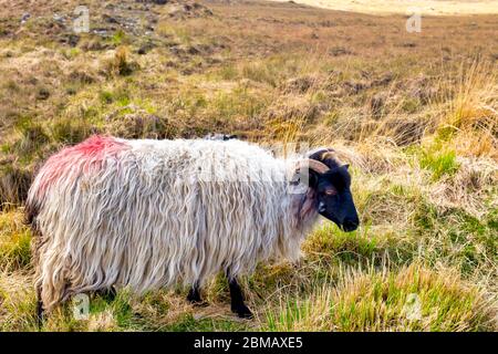 Lanark Scottish Blackface Sheep (Ovis aries) in der Nähe Cloonacartan, County Galway, Irland Stockfoto