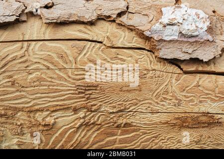 Nahaufnahme von Spuren von Schädlingen auf Baumrinde. Baumrinde von Rindenkäfer entsteint Stockfoto