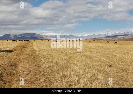 Weide in den Bergen, Pferde und Kühe grasen auf dem Feld. kirgisistan Stockfoto