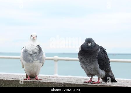 Zwei Tauben sitzen und beobachten. Weiße und graue Tauben auf Meeresgrund. Stockfoto