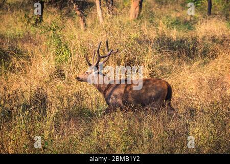 Ein männlicher Sambar in Sariska Tiger Reserve, Rajasthan, Indien Stockfoto