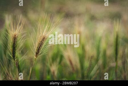 Ähren der Gerste (Hordeum vulgare) - Nahaufnahme - oben. Selektiver Fokus Stockfoto