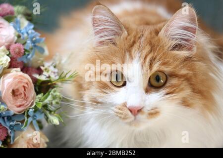 Kätzchen mit Eheringen. Weiße und Ingwer Katze auf einem grünen Stuhl sitzen Stockfoto