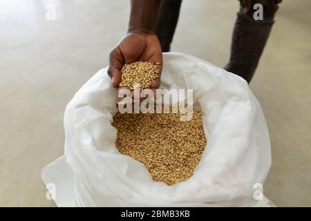 Afroamerikanischer Mann, der Malz in einer Brauerei hält Stockfoto