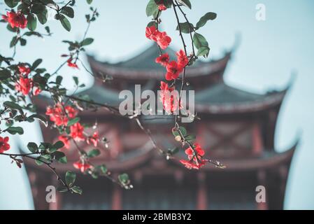 Rote Blüten in einem Baum gegen defokussierte Pagode in China Stockfoto