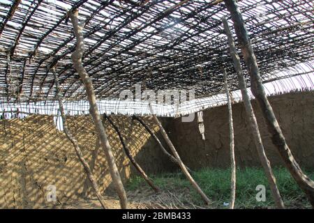 Traditionelle Maasai (Masai) Hütte ist aus der Anwendung Schlamm auf ein Gitter Rahmen von Schilf in Kenia fotografiert konstruiert Stockfoto