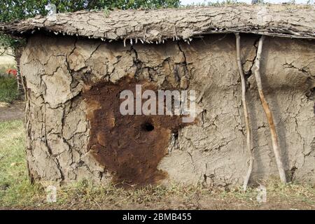 Traditionelle Maasai (Masai) Hütte ist aus der Anwendung Schlamm auf ein Gitter Rahmen von Schilf in Kenia fotografiert konstruiert Stockfoto