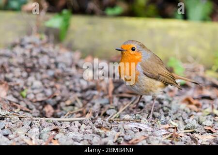 Europäischer Rotkehlchen, Erithacus rubecula. Suffolk, England Stockfoto