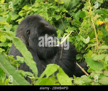 Männlicher Berggorilla (Gorilla beringei beringei) im Laub. Fotografiert im Volcanoes National Park (Parc National des Volcans), Ruanda Stockfoto