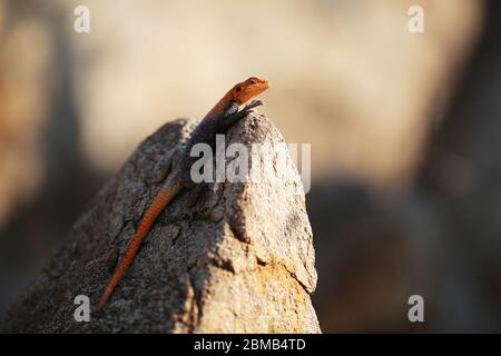 Ein männlicher Namib-Felsen-Agama (Agama planiceps) in der Sonne. Nord-Namibia. Stockfoto