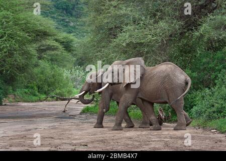 Ein paar afrikanische Elefanten überqueren trockene Flussbett im Nationalpark grüne afrikanische Landschaft Stockfoto