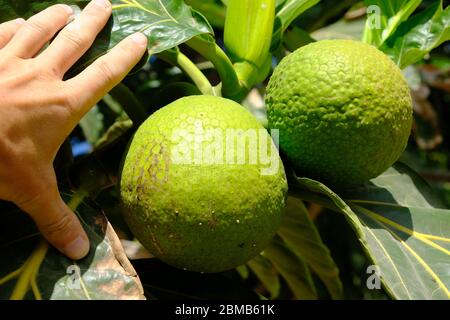 Indonesia Sumba - Brotfrucht Artocarpus altilis Stockfoto