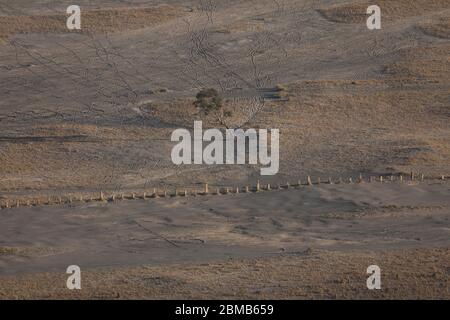 Ein einbiger Baum, umgeben von Pferdewegen und Rillen, wächst im Sandmeer, das dem Vulkan Bromo vorausgeht, im Tengger-Massiv, Ost-Java. Stockfoto