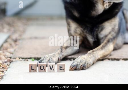 Liebesbriefe vorne auf Hundehoten Stockfoto