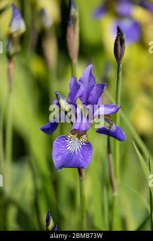 Iris blüht im Frühling in einem englischen Garten Stockfoto