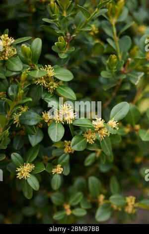 Buxus sempervirens in Blüte Stockfoto