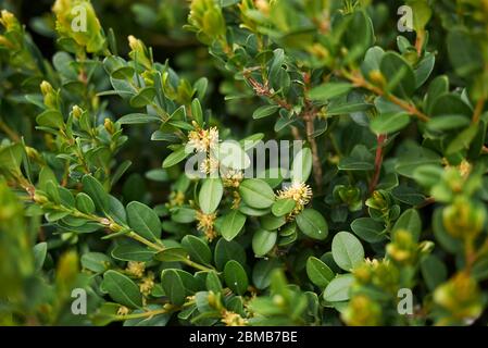 Buxus sempervirens in Blüte Stockfoto