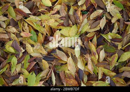 Celtis australis hinterlässt auf dem Boden Stockfoto