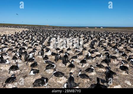 Kaiserlicher Kormoran; Phalacrocorax atriceps; Bleaker Island; Falklands Stockfoto