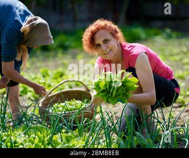 Frau und ihre ältere Mutter ernten orache im Garten Stockfoto