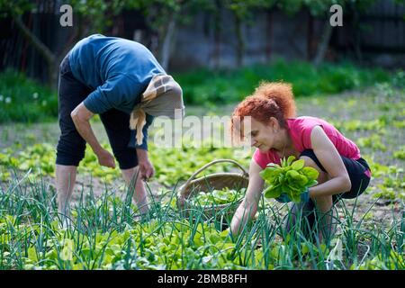 Frau und ihre ältere Mutter ernten orache im Garten Stockfoto